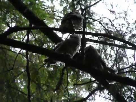 Barred Owl-Baby feeding