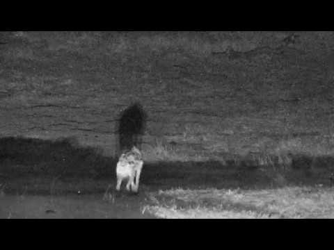 Djuma: Lone Hyena - 18:37 - 09/16/18