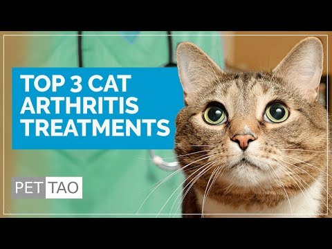 Top 3 Cat Arthritis Treatments - Make Your Cat Feel Better!