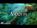 Animals Of Amazon 4K Animals That Call The Jungle Home Amazon Rainforest Scenic Relaxation Film