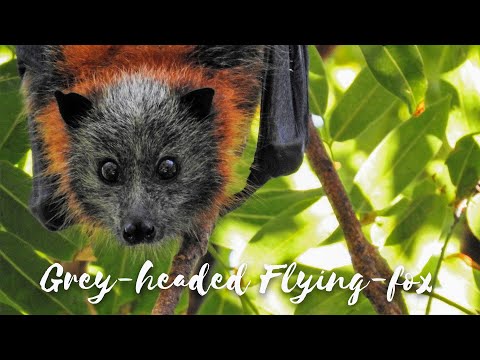 Back from the Brink - Season 2 Episode 2 - Grey-headed Flying-fox