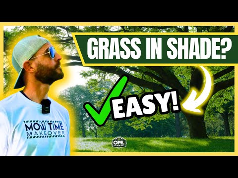 BEST Grass Seed for GREAT RESULTS in SHADE 🌳 & The ONE You Should AVOID!