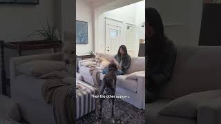 Download lagu Why your second dog always shows up | The Pack mp3 Download lagu Why your second dog always shows up | The Pack mp3