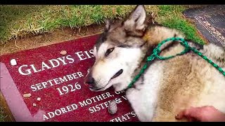 [問題] 狗狗真的是人類最忠實的朋友嗎？