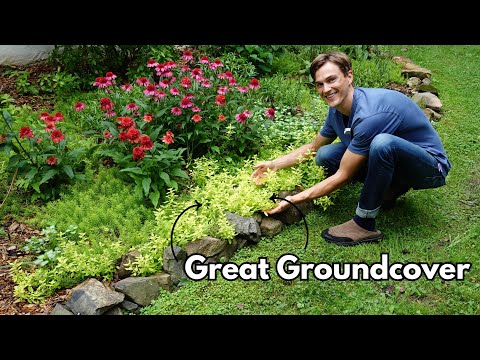 GOLDEN OREGANO - Great Groundcover - Origanum vulgare 'Aureum'