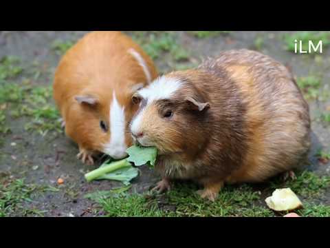 It's ILLEGAL To Own One Guinea Pig In Switzerland