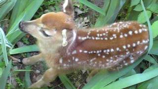preview picture of video 'Adorable fawn! Goffstown, NH'