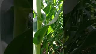 Download lagu Cara tanam Jagung hasil melimpah ❤️🤩#shorts mp3