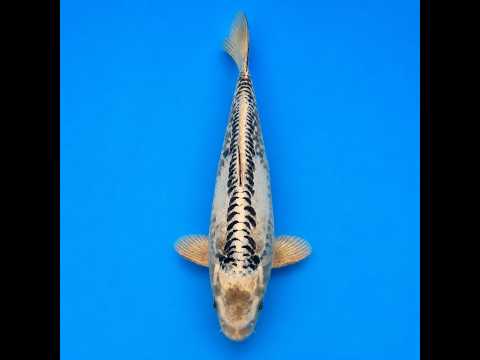 Video pregled koi ribe