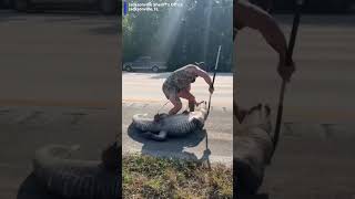 A Florida man helped wrangle up an alligator from along an interstate, all while completely barefoot