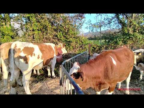 BESTIAME, TRATTORI E ANIMALI ALLA 16^FIERA DEI SANTI A LUSERNA S.  GIOVANNI - MERC. 2 - 11 - 2O22.