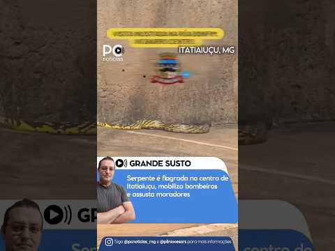 🐍GRANDE SUSTO - Serpente é flagrada no centro de Itatiaiuçu, mobiliza bombeiros e assusta moradores