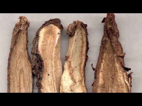 The discoveries at the Ma Wang Dui Tombs