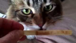 Cat goes crazy for ice cream!
