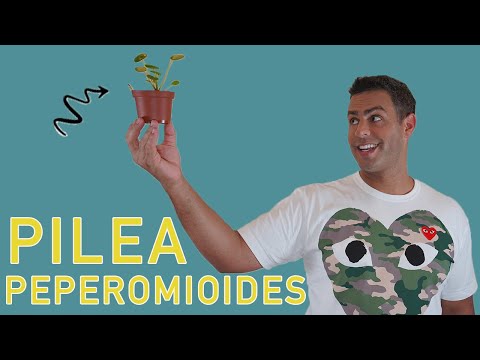 Pilea Peperomioides: Propagation, Care Tips and More! -PILEA-, The Most Desirable Houseplant!