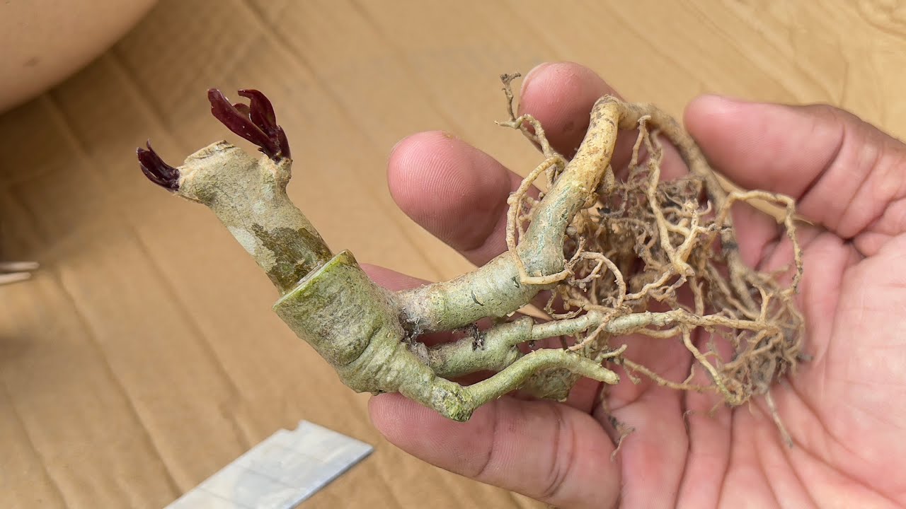 Como fazer enxerto na raiz da rosa do deserto