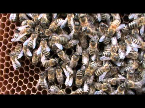 5. Bazele Matematicii: Lectia 11 - Functii - clasa9-12  5/5