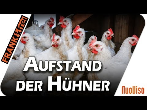 Aufstand der Hühner - Frank&frei