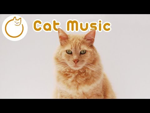 Therapy Music for Cats - Quick Fix for Cat Anxiety! - YouTube