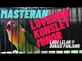 Masteran Lovebird Betina Konslet Lagu Minor