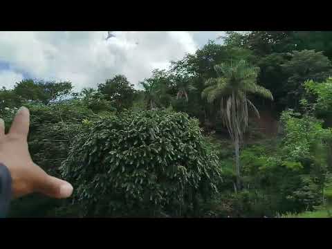 Sítio 41 hectares R$ 210. 00 mil 13 km Fruta de leite mg norte minas gerais  ZAP 38)999379597 Daniel