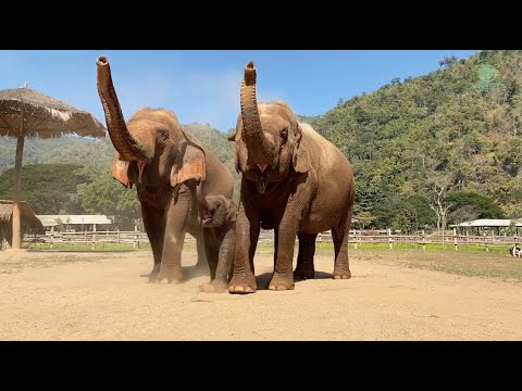 Cute Baby Elephant Wan Mai Copies What her Mom And Nanny Does - ElephantNews