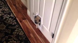 Pug vs Doggy door