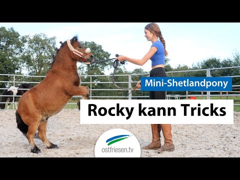 Rocky does tricks: Mini Shetland pony from Leer can perform tricks