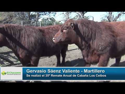 Gervasio Sáenz Valiente - 35º Remate anual de Cabaña Los Ceibos