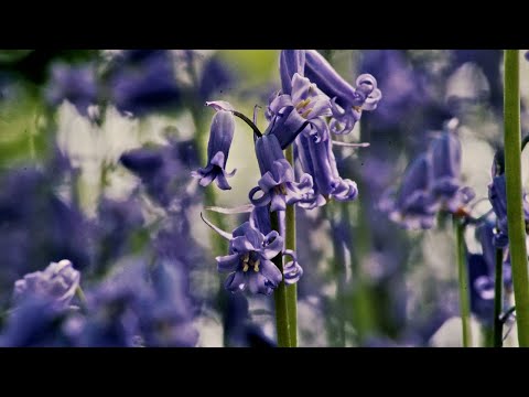 Blaue Blume verzaubert den Wald