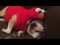 Lucy Snores As Elmo