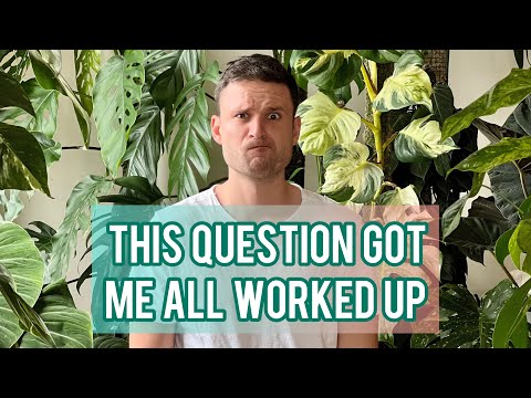 Q&A4 - pest prevention, 'rare' plants, my cat … and some real talk