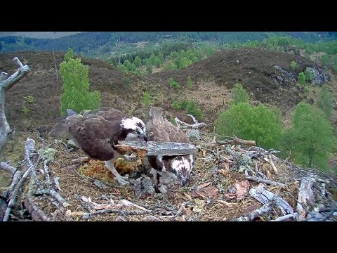 Aila the Loch Arkaig Osprey brings a new Louis-removal device 17 May 2019