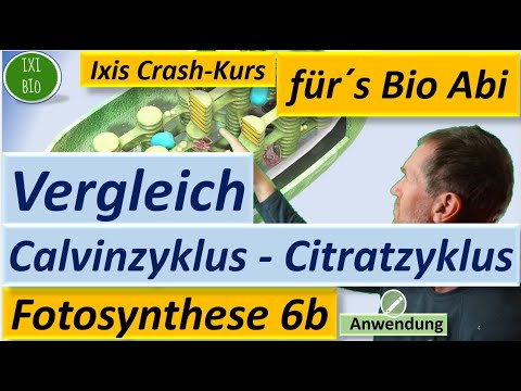 Fotosynthese 6b: Vergleich Calvinzyklus (Photosynthese) und Citratzyklus (Tricarbonsäurezyklus) Bio