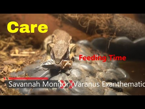 Varan stepný (Varanus exanthematicus) — chov pre skúsených