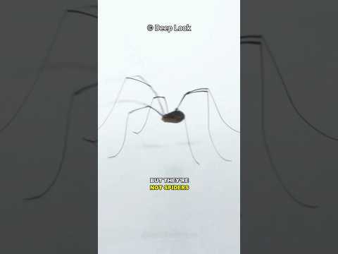 This is NOT a Spider!!!