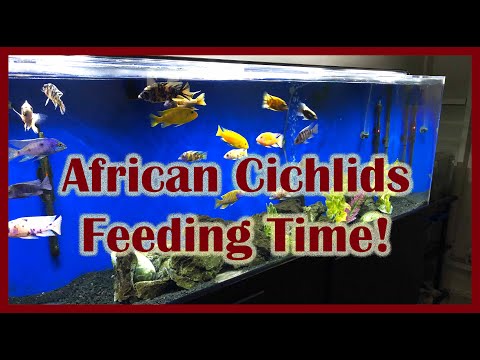 Feeding African Cichlids 2 types of food!