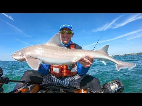 Golden Fins - Kayak Fishing UK - How to catch Smoothound