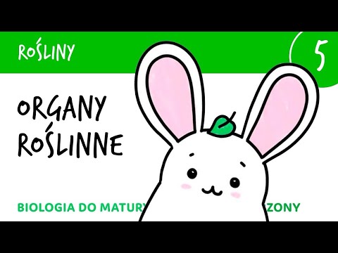 Plants 5 🌳 Plant organs, structure of plant organs - biology for high school final exams