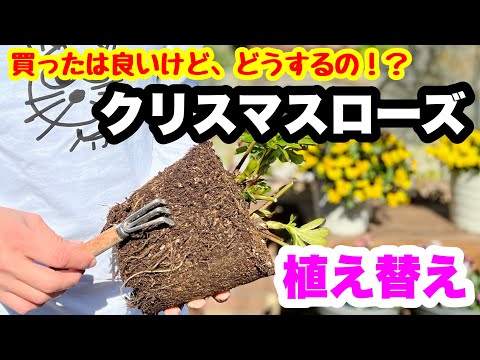ヘレボルスのメンテナンス: この崇高な花の世話をするにはどうすればよいですか?  庭園