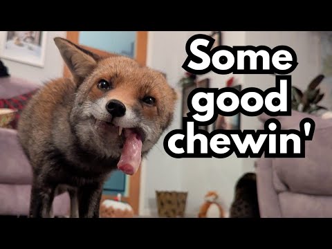 Raw Chicken on the Carpet is Our Favourite!!