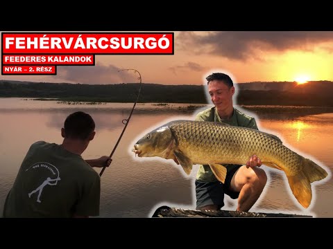 DOBÓS ÁLOMPECA🌄 - Feederes kalandok⚡ - Nyár (2. rész)☀️