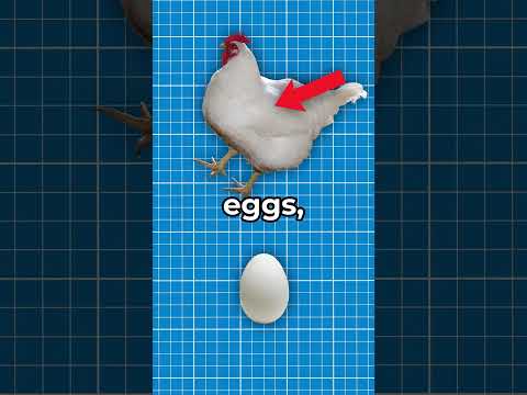 Why Some Eggs Are White? 🥚#shorts #viral