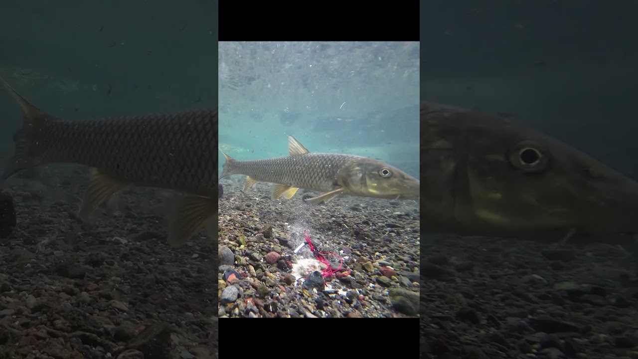 #fishing #carpfishing  #underwater