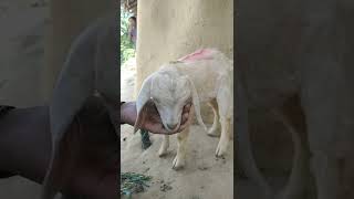 funny video video