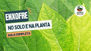 Dinâmica do enxofre no sistema solo-planta-atmosfera