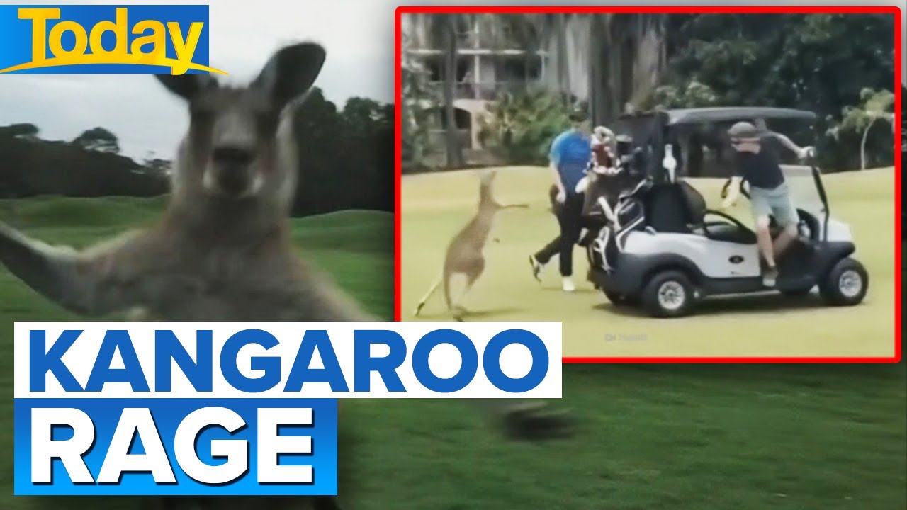 Rise in vicious kangaroo attacks at Aussie golf course | Today Show Australia