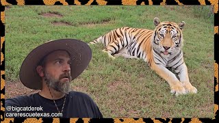 High Society Tigers | WATC 988