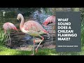 What Sound Does A Chilean Flamingo Make Calgary Zoo Papaatthezoo