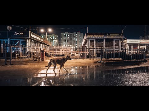 afbeelding Space Dogs